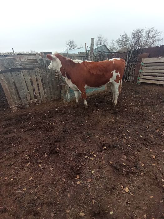 1жас 8ай қашар сатылады соғымға ірі семіз, бағасы 520мын