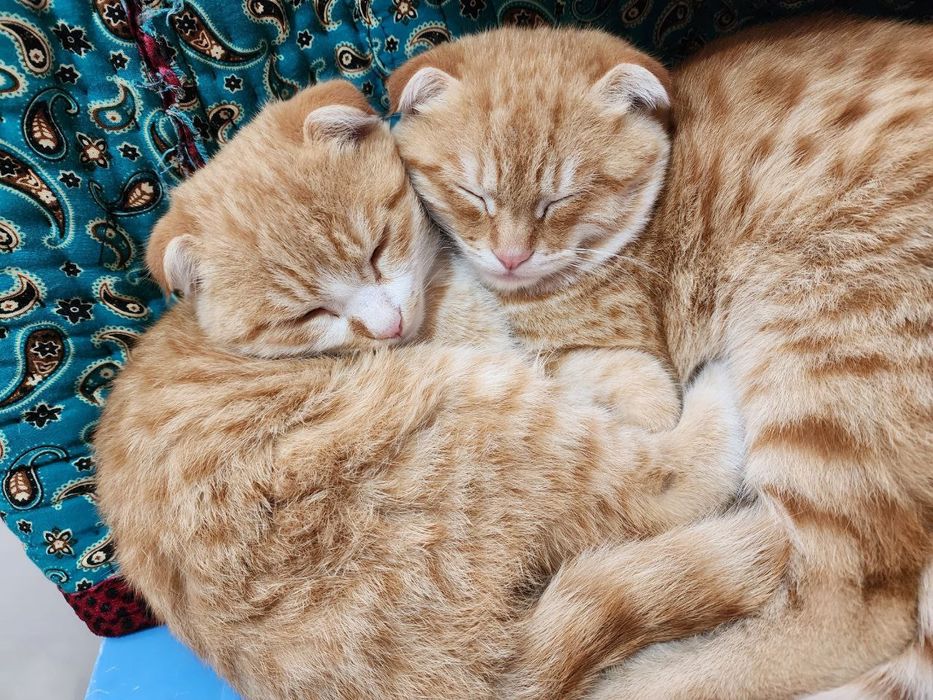 Mushukchalar skotish