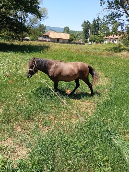 Vând mânz un an și două luni