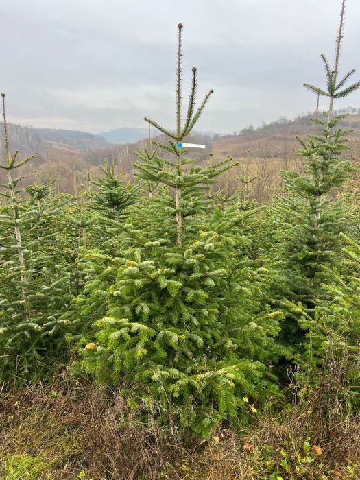 Vand brazi naturali !