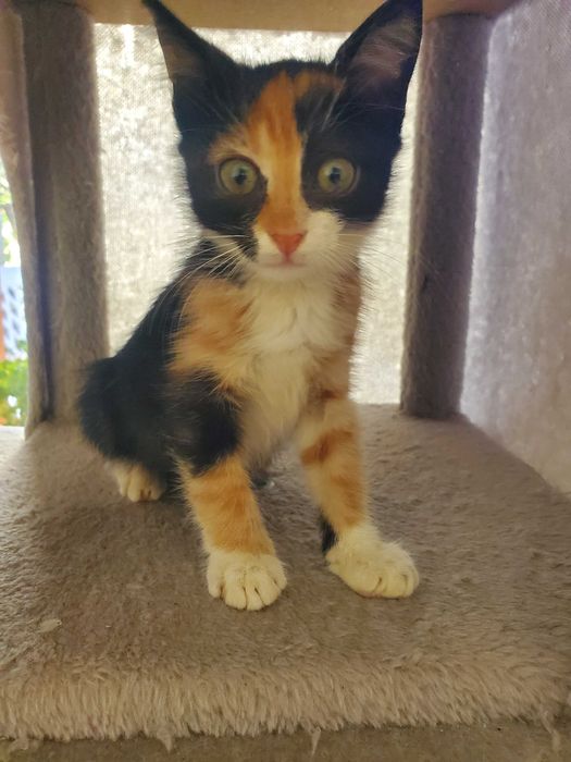 Очарователно момиченце от кафява дреха търси любящ дом