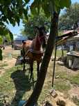 Se vinde iapa mare 176 la greabăn