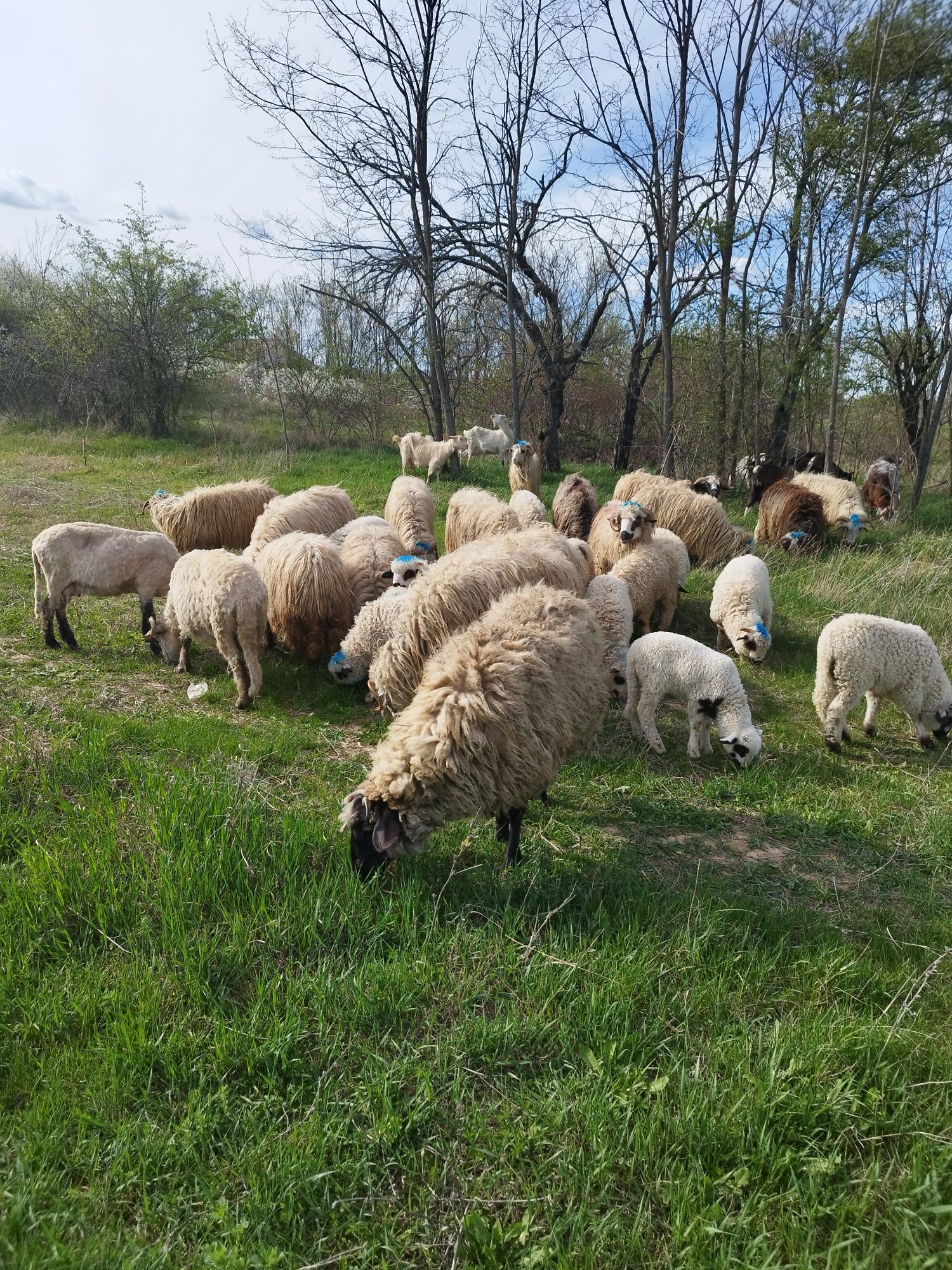 Vand oi de prăsilă și de taiat