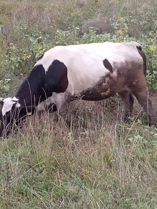 Vacă de vanzare tânără