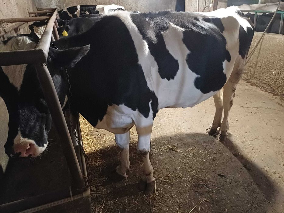 Продавам крави за клане