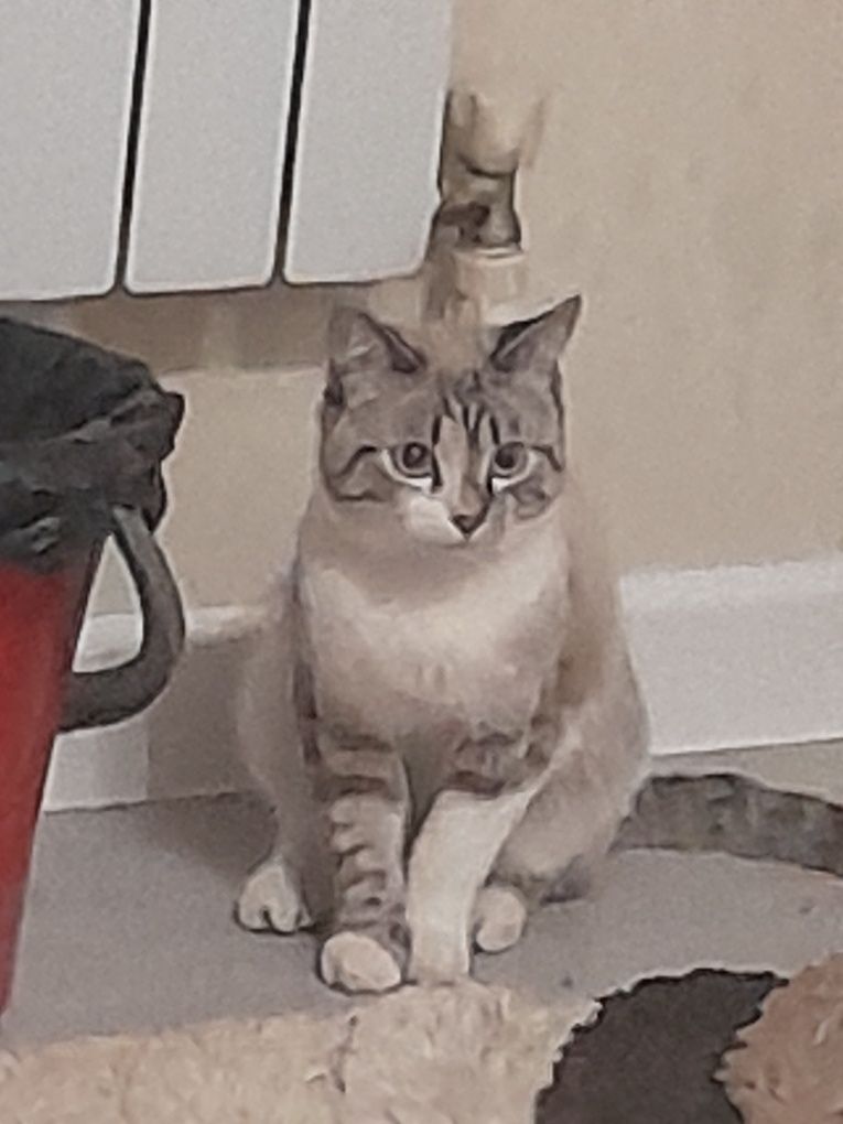 Кот шотландский пародия