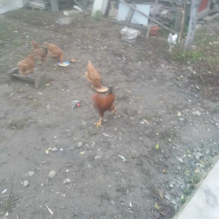 Cocosi de vanzare