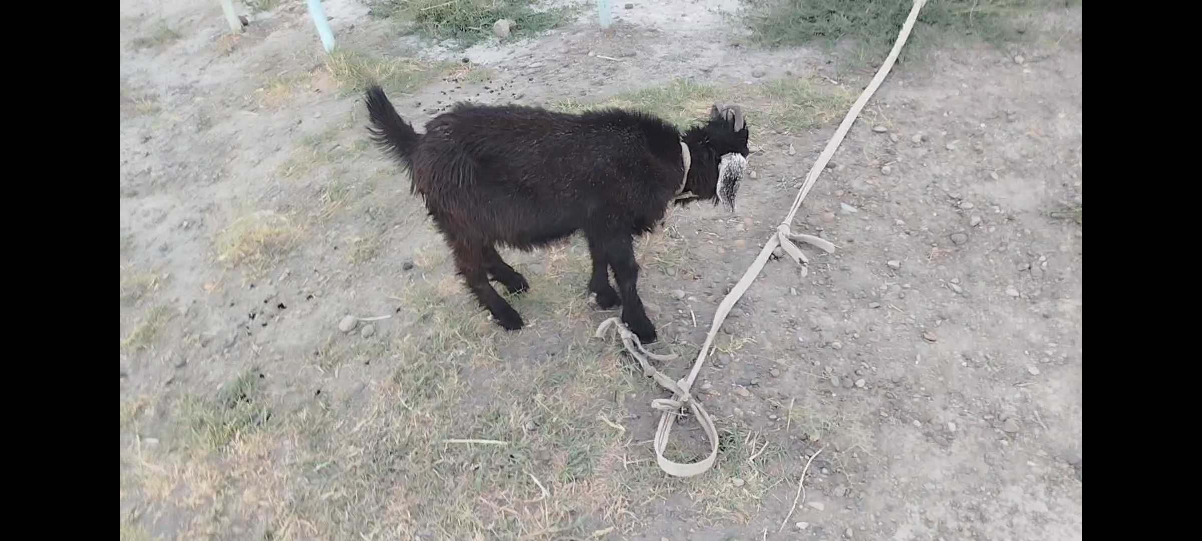 Taka sotiladi 1million deyabman yana kelishamiz