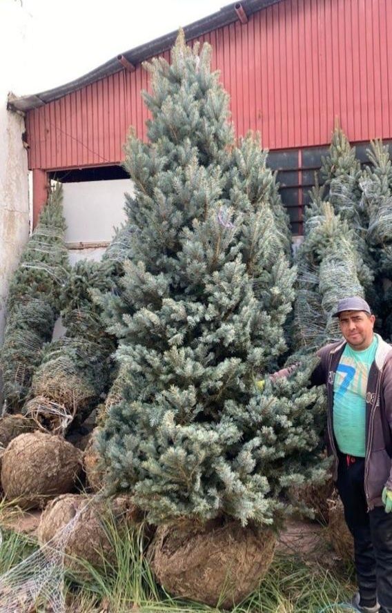 Plante brazi tuia smarald mesteacăn tei