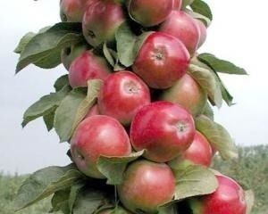 Pomi Fructiferi Columnari (MĂR )