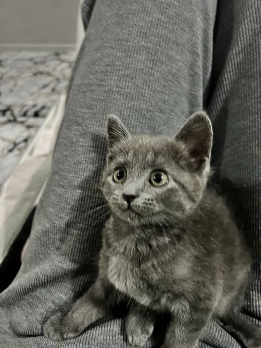 Кошка  Скоттиш страйт  британский