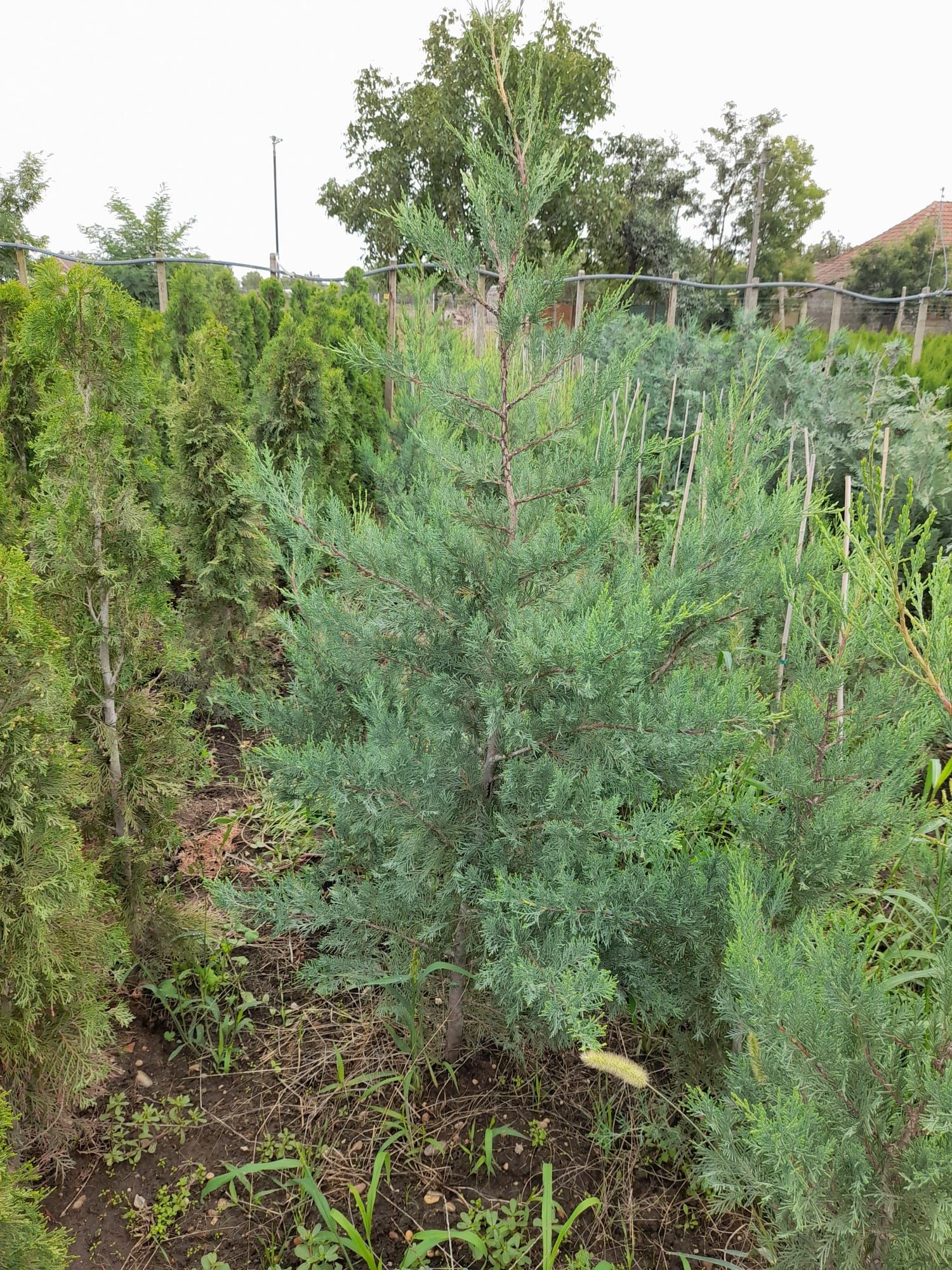 Vând Pini, Leylandii și alte plante