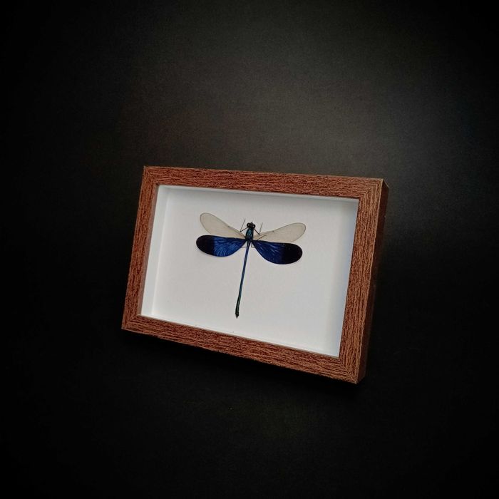 Препарирани насекоми-Богомолка, Пръчица, Цикада, Водни кончета и други