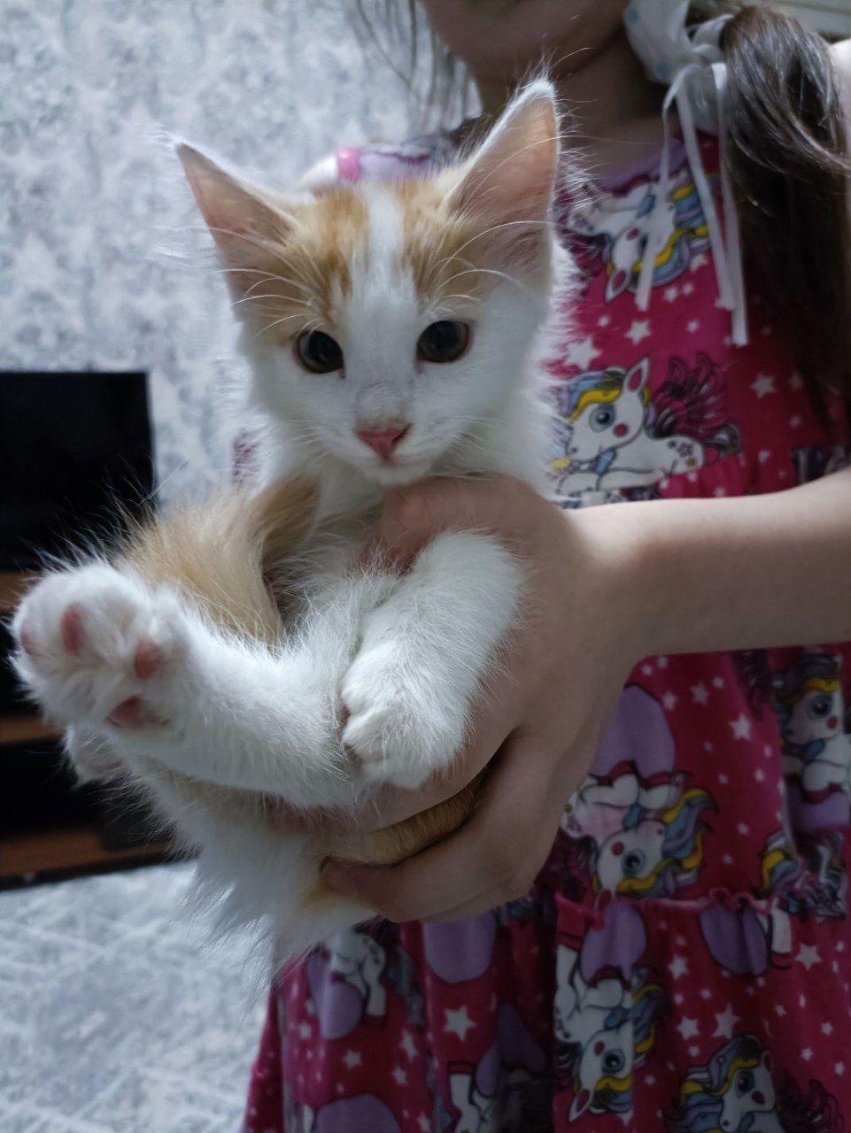 Бесплатно отдам котят в добрые руки