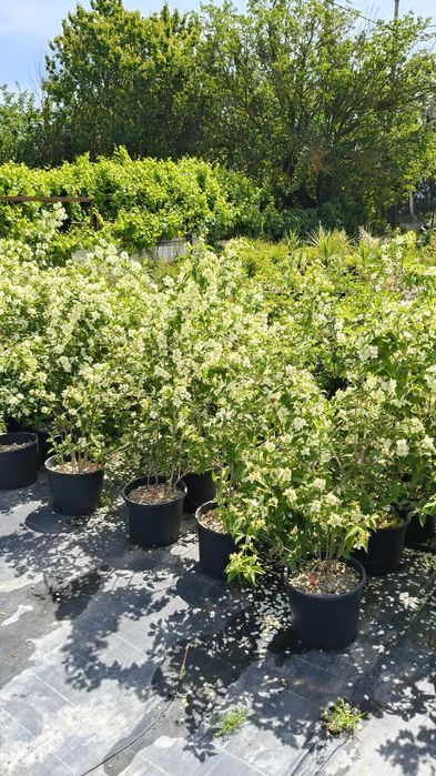 Iasomie alba, galbena, roz la ghiveci cu crestere rapida