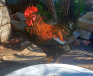 Vand cocosi  araucana