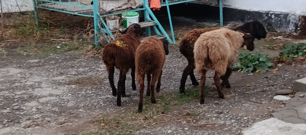 Кой токты козы аса