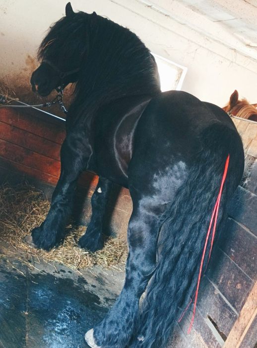 Vand mânză de 6luni jumate