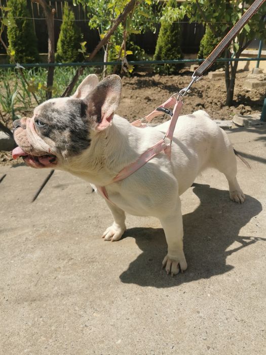 Buldog francez femela