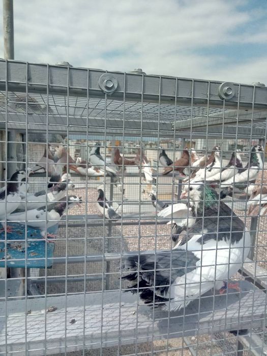 Пазарджишки  високолетачи гълаби.