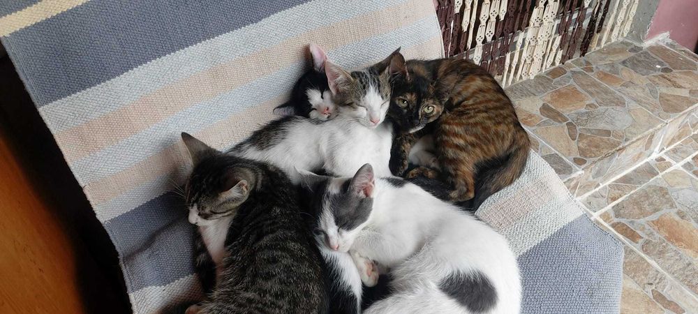 Pisicute apre adoptie