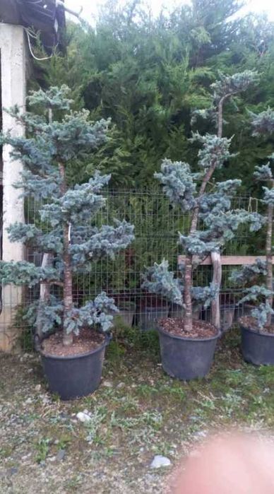 Arbuști decorativi și plante verzi pentru grădini spectaculoase