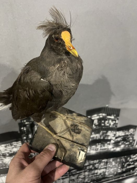 Препарирана птица Майна (Добро състояние)