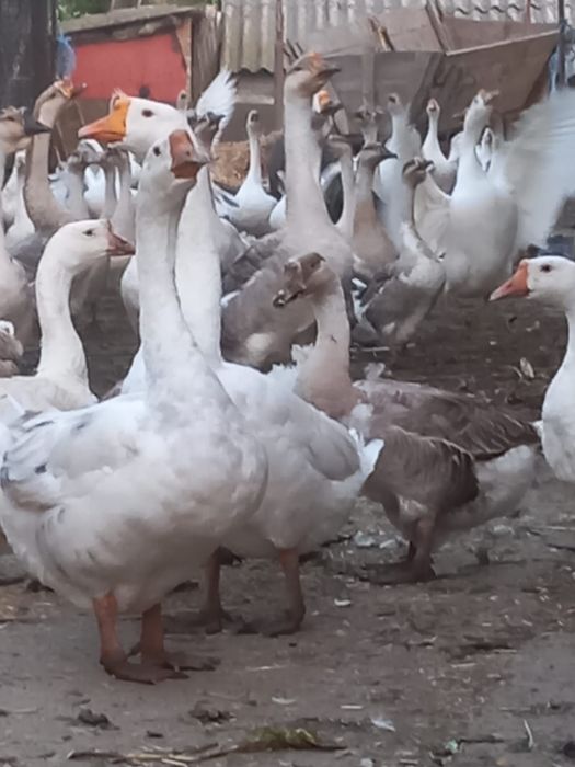 Gâște americane ouătoare