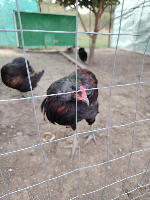 Cocosi Araucana sau 1+1