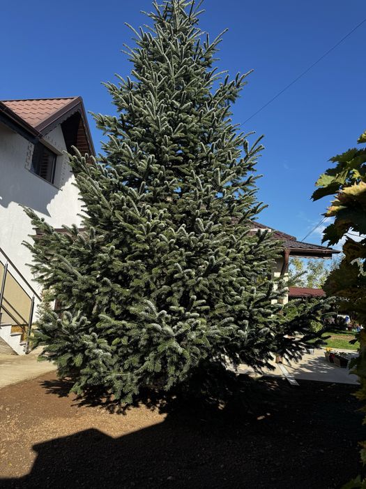 Brad natural de vanzare