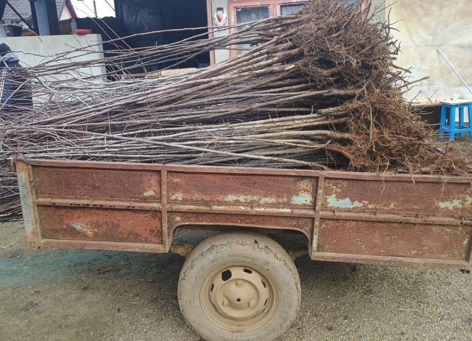 Pruni altoiti soiul anaspet , top gigant si top n plus