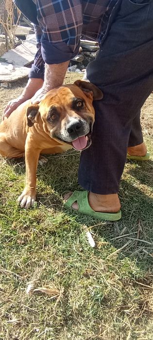 Pitbul sotiladi 3yosh