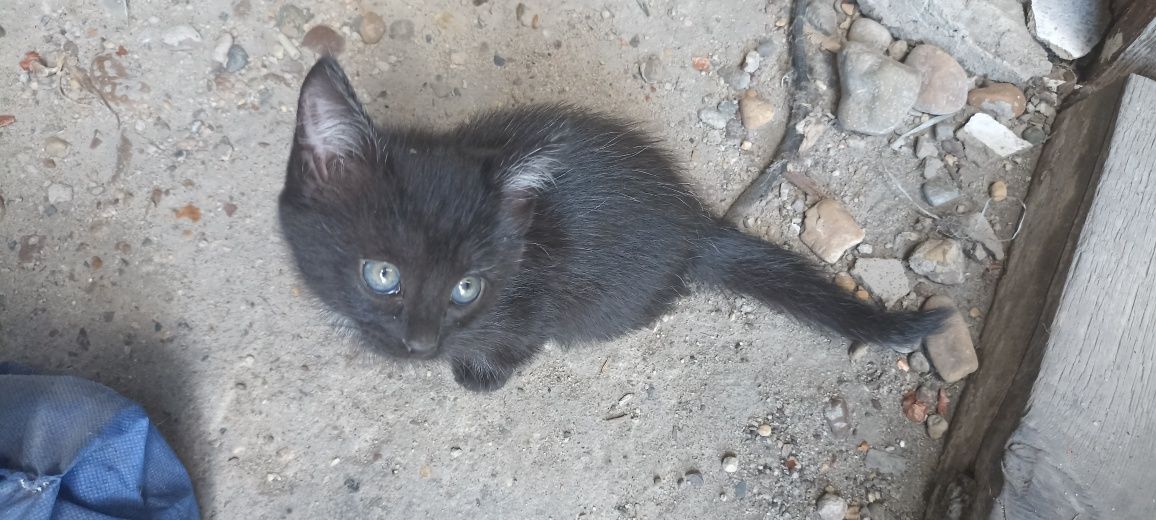 Отдам котят бесплатно