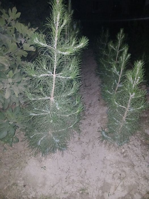 Archa ko'chatlari  1yillik  2yillik sasna tuya archa