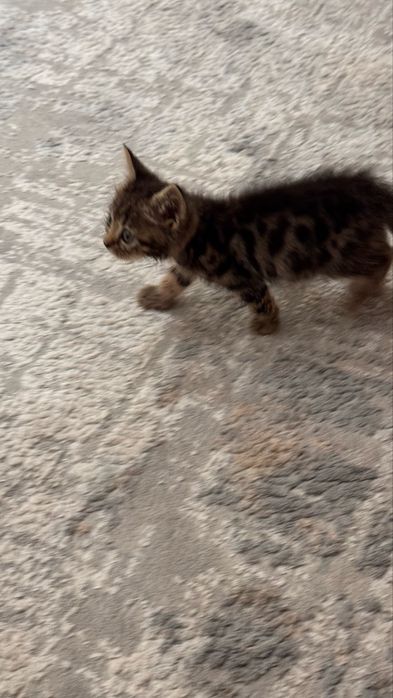 Срочно Продам котенка мама бенгальская