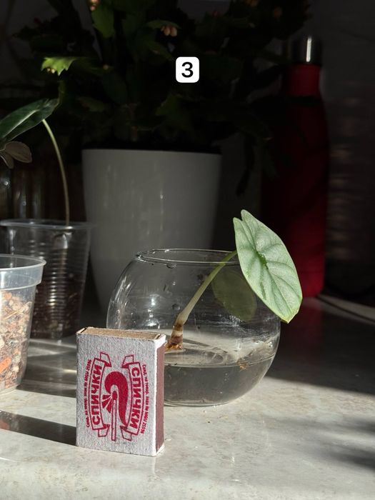 Silver dragon цветы