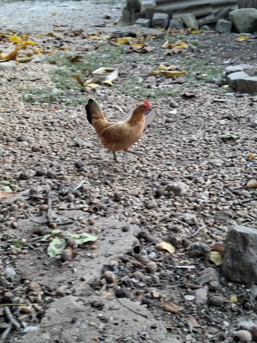 Vand 10 gainuse de iopan