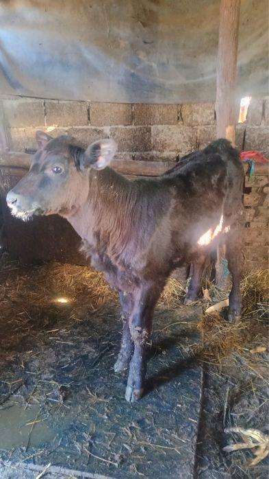 Vand tauras de baltata romaneasca si vitea angus