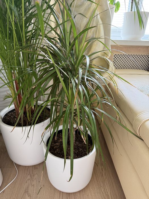 Актобе Продам драцену маргината