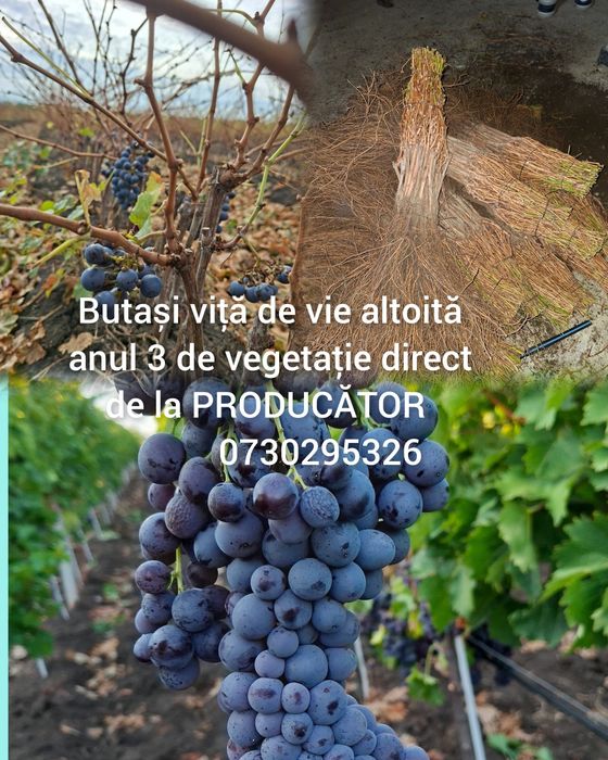 Vând Butași viță de vie altoită si hibridă Autorizata si Certificată