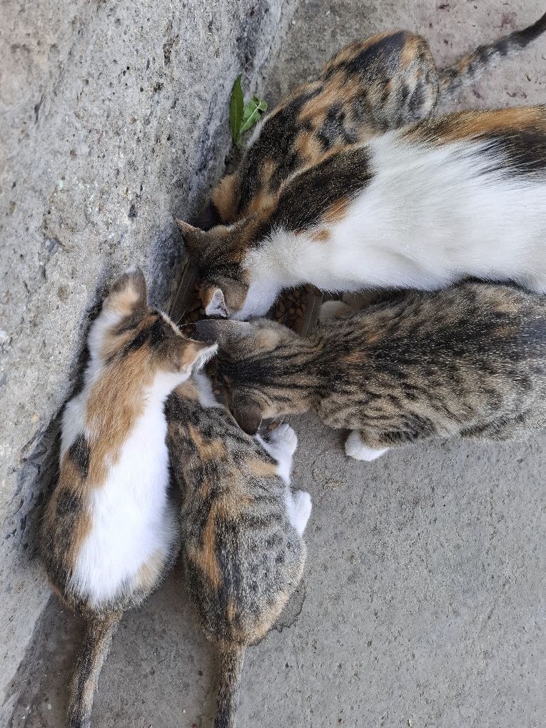 Mushuklar. Кошки
