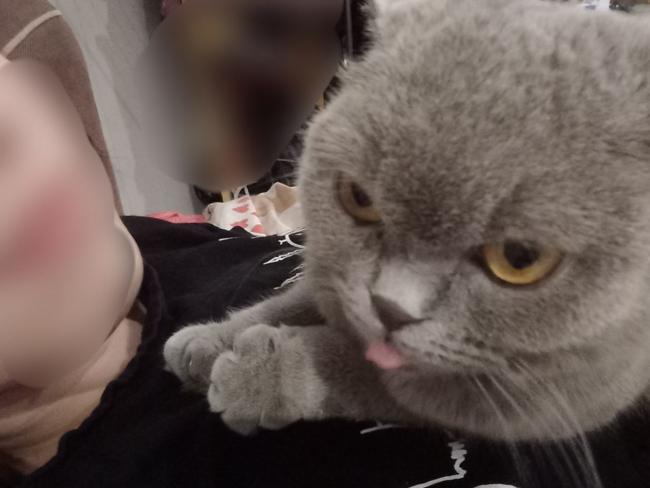 Кошечка, британка, даром