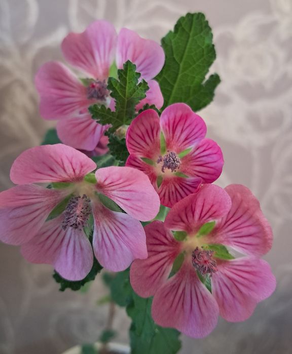 Комнатные цветы неприхотливые