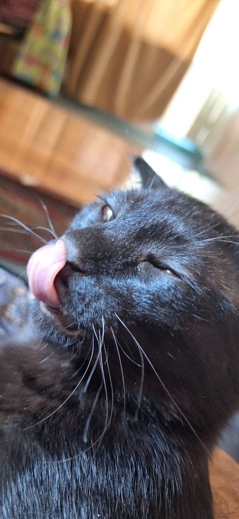 Отдам бесплатно кота добрые руки