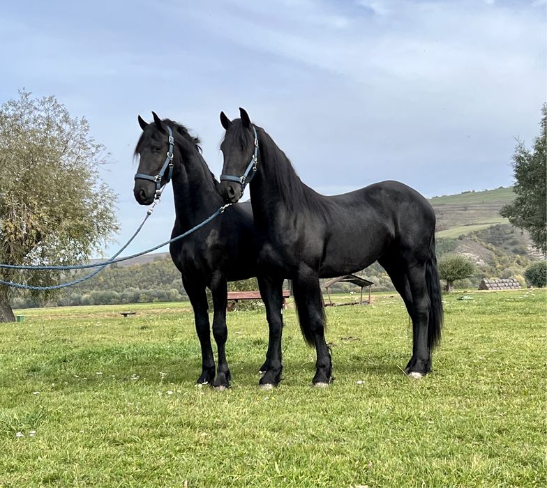 Armasari Friesian pereche Frizian