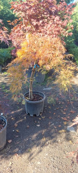 Arțar,cedru,glob,brazii,yucca,aurea,leylandi,pin,prunus,pepinieră