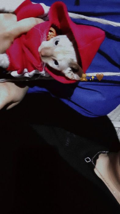 Mushukni yaxshi qoʻllarga sotamiz