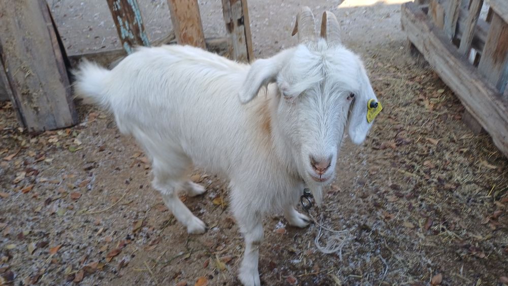 Продам козу     .
