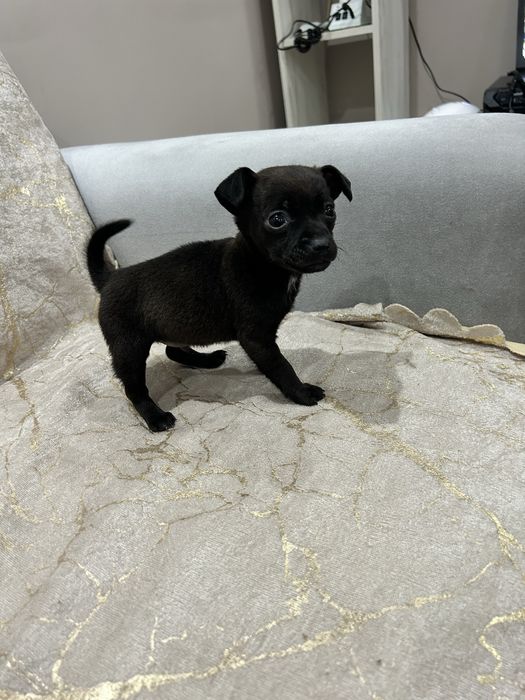 Мъжки пинчер на 2 м