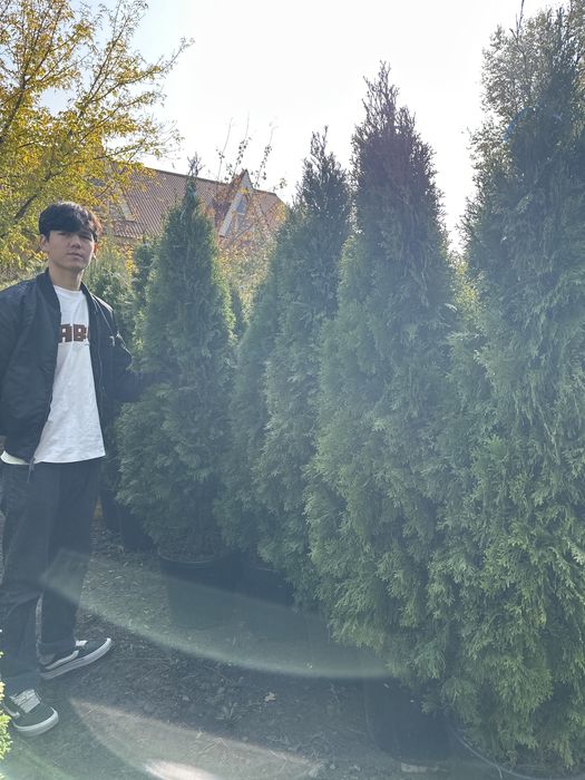 Туя Смарагд — это один из самых популярных сортов туи